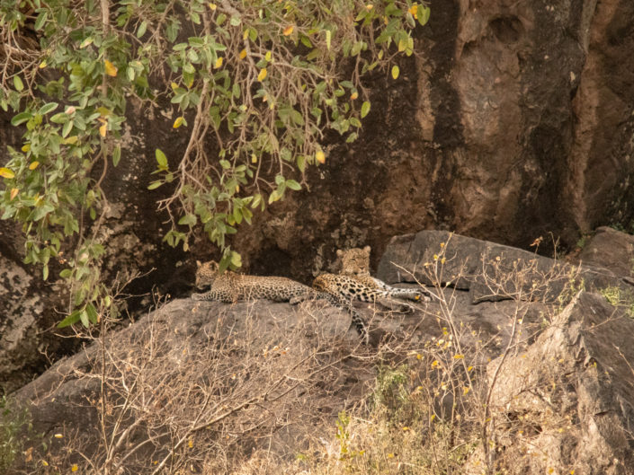 Central Serengeti - Leopard and cub