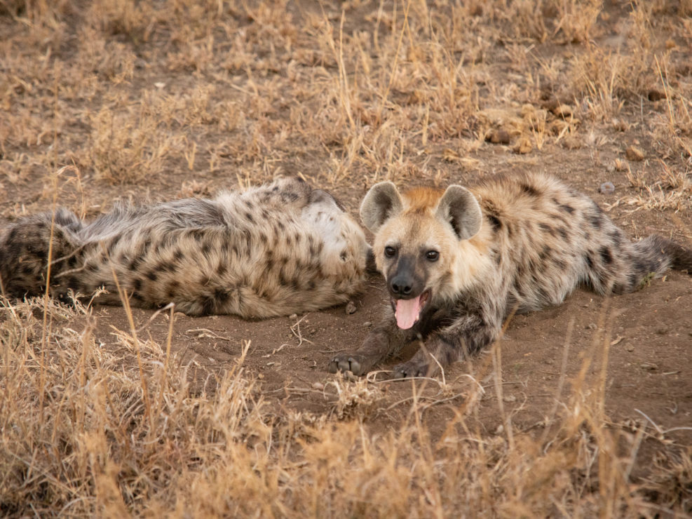 Central Serengeti - Hyena