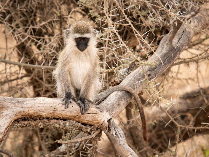 Serengeti - Vervet Monkey