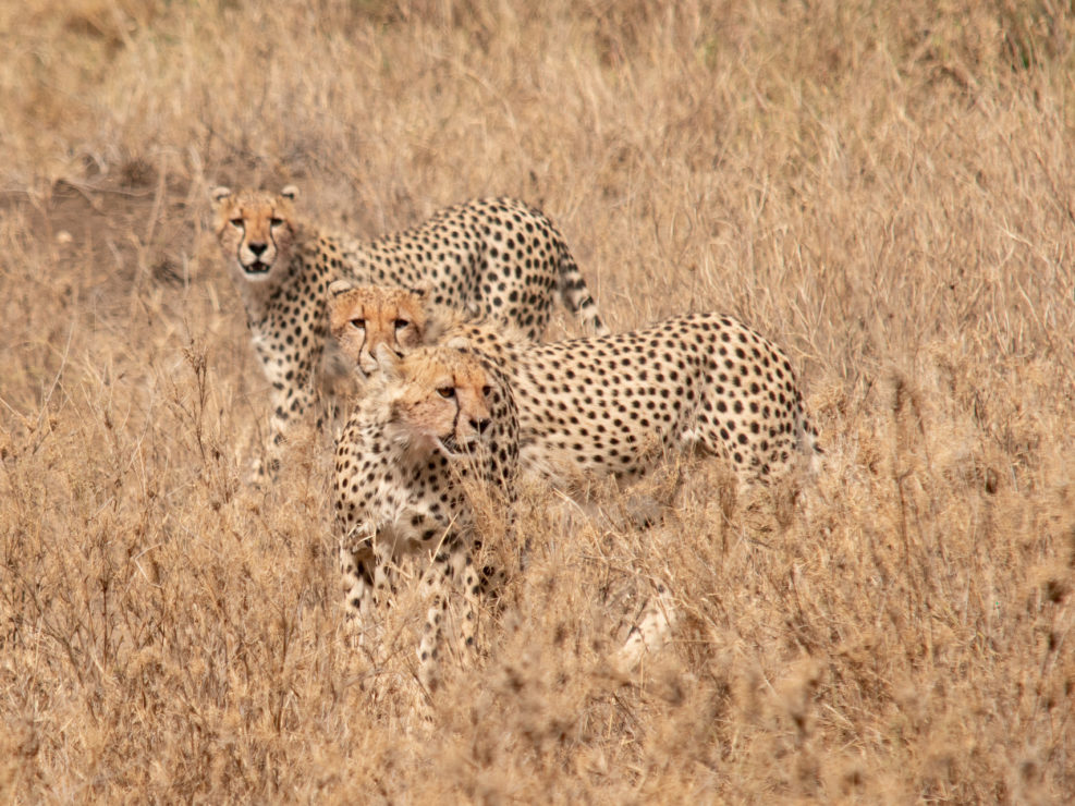 Central Serengeti - Three Cheetas