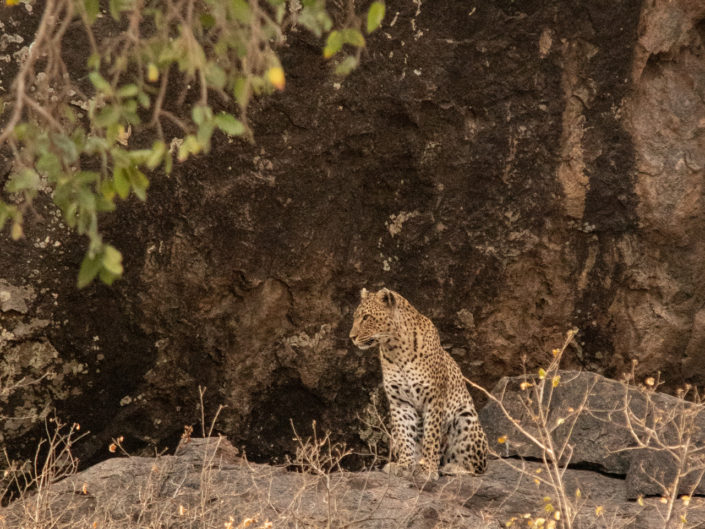 Central Serengeti - Leopard